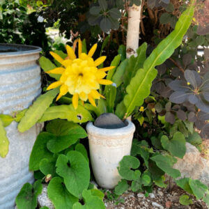 Gelber Kaktus Am Blumenrain