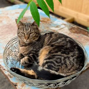 Gutes Leben Am Blumenrain