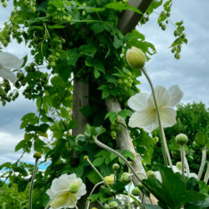 Hopfen Am Blumenrain
