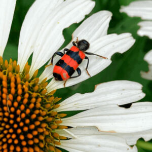Gutes Leben Am Blumenrain