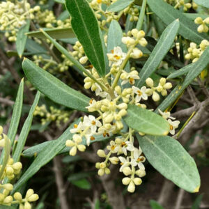 Olivenblüten Am Blumenrain