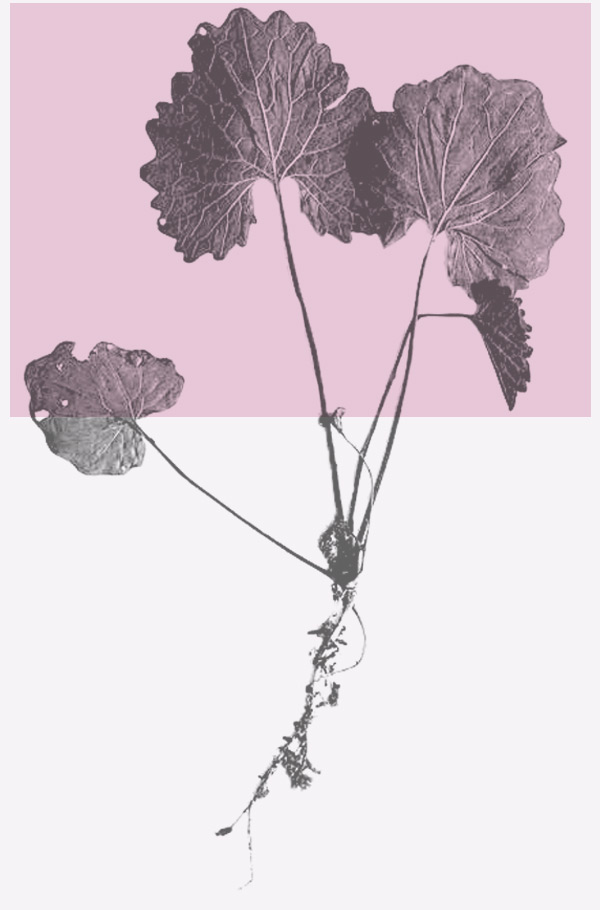 Am Blumenrain Blatt Rosa